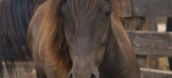 A new baby horse looks head on at the camera. It is brown with a brown mane and no blaze. 