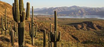 Theodore Roosevelt Lake forms a backdrop for healthy saguaro cactuses along A-Cross Road. By Eric Heaton