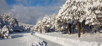 Heavy snow lines a forest road north of the Flagstaff area’s Lake Mary Road. By Tom Bean