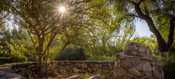 The sun shines through a palo verde tree in front of a stone wall at Tohono Chul. By Eirini Pajak