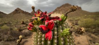 A saguaro heavy with fruit grows in Saguaro National Park’s Tucson Mountain District. In this area, the fruit typically ripens in late June and early July. | A saguaro heavy with fruit grows in Saguaro National Park’s Tucson Mountain District. In this area, the fruit typically ripens in late June and early July. | Bill Hatcher