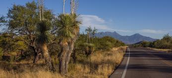 Distant mountain ranges and roadside yuccas define a view along Mission Road. By Eirini Pajak
