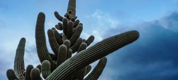 The top of an 80-armed saguaro cactus near marana, Arizona is pictured.