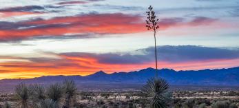 A yucca stalk punctuates a sunrise panorama to the northeast from Willow Springs Road. By Jeff Maltzman