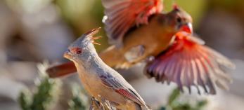 A female pyrrhuloxia perches in the foreground as a female cardinal prepares to land in the background. By Jack Dykinga