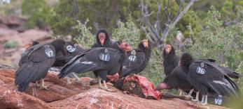 California condors scavenging