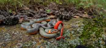 A mostly gray snake with red and orange is curled upon itself in a grassy and lichen environment. By Bruce Taubert