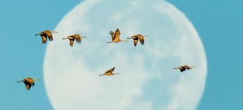 Sunrise illuminates a group of seven cranes as they fly in front of the full moon. By Jack Dykinga