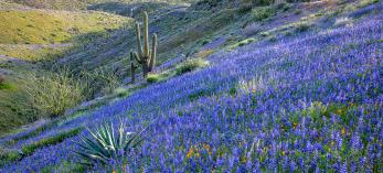 Countless lupines and a smattering of Mexican goldpoppies surround agaves, ocotillos and saguaro cactuses on the side of King’s Crown Peak,  near Superior. According to the U.S. Geological Survey, the peak was named by miners who felt the nearby Silver King Mine deserved a crown. By Paul Gill