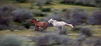 A white horse chases a brown horse at top speed through a green and scrubby setting, getting close enough to bite. By Jessica Finnie