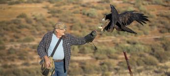 Jerry Ostwinkle offers a treat to a golden eagle approaching to perch on his arm. By Bruce D. Taubert