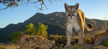 A mountain lion looks at the camera from several feet away in a desert scrub environment under a mesquite tree with mountains in the background. By Bruce D. Taubert