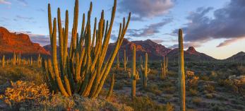 Late-afternoon light illuminates the Ajo Range, saguaros and one of the namesakes of Organ Pipe Cactus National Monument. | George Stocking