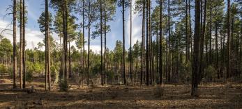 Tall ponderosa pines, such as these along Forest Road 130, form much of the scenery on the Pinedale Loop. | Anne Janes