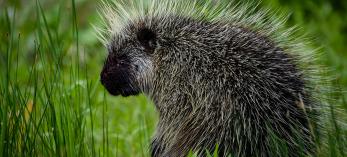 Porcupine in green grass by Michael Wilson