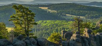 A rolling sea of evergreens stretches to the horizon in a view from the White Mountains’ East Baldy Trail. This challenging hiking route is one of two that ascend Mount Baldy, the highest peak in the White Mountains. By Laurence Parent