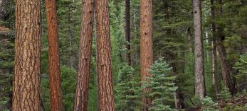 Reddish ponderosa pine trunks contrast with green pine, spruce and Douglas-fir needles on the Kaibab Plateau, north of the Grand Canyon. Featuring elevations of up to 9,200 feet, the Kaibab Plateau is known for mild summers and snowy winters. By Tom Bean
