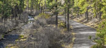Forest Road 276 curves past ponderosa pines as it parallels the East Fork of the Black River. By Rusty Childress