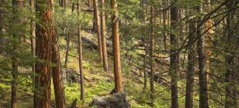 A healthy ponderosa pine forest near Aspen Springs is among the rewards for those who tackle the Houston Brothers Trail. By Tom Bean