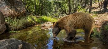 A black bear drinks from a stream in a woodsy Arizona setting. By Bruce D. Taubert