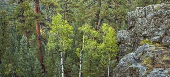 Aspens mingle with ponderosa pines in Sandys Canyon, a scenic hiking destination southeast of Flagstaff. This view is from an overlook west of Canyon Vista Campground, which is just off Lake Mary Road (Forest Highway 3). By Tom Bean