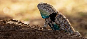 2024 Wildlife photo contest winning submission of a desert spiny lizard. By Randi Najac 