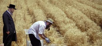 A Hasidic rabbi watches as workers harvest wheat on a farm outside Yuma. The wheat must meet a series of strict qualifications to be certified kosher. | Joshua Lott