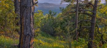 Ponderosa pine trunks flank a view to the southwest from the West Spruce Mountain Trail. By Laurence Parent