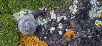 A phoenix talussnail is shown as large black snail with a large spiral-shaped shell in a green, orange, brown and white environment.