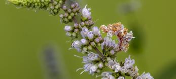 A close-up of a light purple flower cluster against a green background reveals a camouflaged caterpillar with subtle orange hues.