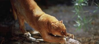 A jaguarundi perches on a tree trunk. Despite their name, jaguarundis are in the same genus as mountain lions, not jaguars. | iStock