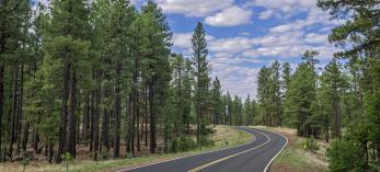 Sky-Hi Road winds through a stand of healthy ponderosa pines in the Pinetop-Lakeside area. By Rusty Childress