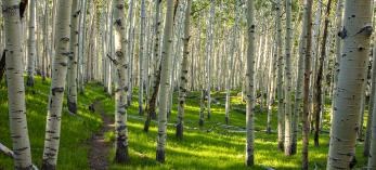 The Inner Basin Trail curls through a stand of aspens in late-afternoon light. By Joel Hazelton