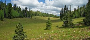 Evergreens surround one of the Kaibab Plateau’s many expansive meadows as monsoon clouds gather in the sky. Such meadows are ideal for spotting the plateau’s wildlife, which includes mule deer, pronghorns and a non-native herd of bison. By Shane McDermott