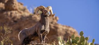 A male big horn sheep strikes a majestic pose atop a rocky desert outcrop. By John Sherman