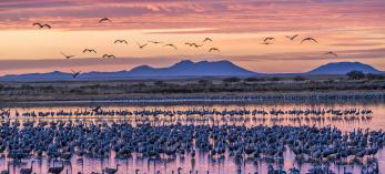 A dense population of lesser sandhill cranes prepares to take flight from their overnight roost at Twin Lakes, a pair of reservoirs in Willcox, at sunrise. By Jack Dykinga