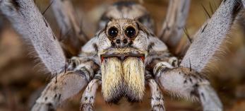 Facial close-up of a wolf spider by Bruce D. Taubert