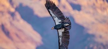 California condors, which once were nearly extinct, are among many bird species that call Baaj Nwaavjo I’tah Kukveni-Ancestral Footprints of the Grand Canyon National Monument home. | JACK DYKINGA