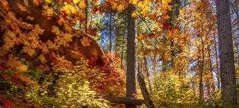 Maple leaves glow yellow, orange and red amid evergreens along the West Fork of Oak Creek, near Sedona. The best time to see fall color in Oak Creek Canyon is mid-October through mid-November, according to locals. | Byron Neslen