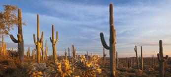Sonoran Desert National Monument, east of Gila Bend in Southern Arizona, is home to an extensive forest of saguaros. | Paul Gill 