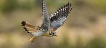 Photograph of American kestrel in flight by Bruce D. Taubert