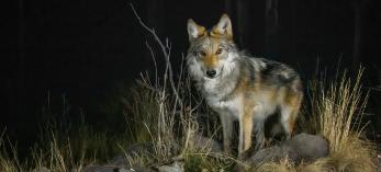 Photograph by Bruce D. Taubert