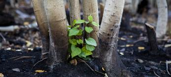 A new aspen shoot rises from earth charred by the Dragon Bravo Fire on the North Rim of the Grand Canyon. This photo was made just south of Cape Royal Road on October 1, the day the road reopened to the public. By Amy S. Martin