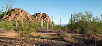 Organ Pipe Cactus National Monument and Cabeza Prieta National Wildlife Refuge are two of the most breathtaking and biologically rich landscapes in the Sonoran Desert.