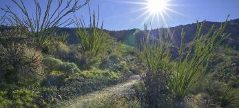 Tall, leafy ocotillos line the Mesquite Hollow Trail in the McDowell Mountains. By David Zickl 