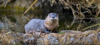 An adult river otter eyes its photographer from a rocky riverbank. By Bruce D. Taubert