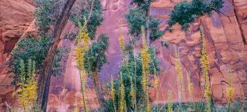 Tall cottonwoods and flowering plants reach toward the steep sandstone walls of Paria Canyon, a remote destination in Northern Arizona. Known for its hiking opportunities, the canyon is part of the Paria Canyon-Vermilion Cliffs Wilderness. By Jack Dykinga