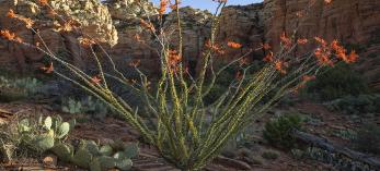 The rising sun illuminates a blooming ocotillo and prickly pear cactuses along the Sedona area’s Teacup Trail. Ocotillos typically bloom in the spring but may also do so in response to summer rainfall. | Laura Zirino