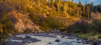 Saguaros glow in morning light over one of Catalina State Park’s many washes. By Jack Dykinga