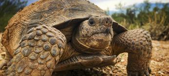 Close-up three-quarter view photograph of sonoran desert tortoise is by Bill Hatcher.